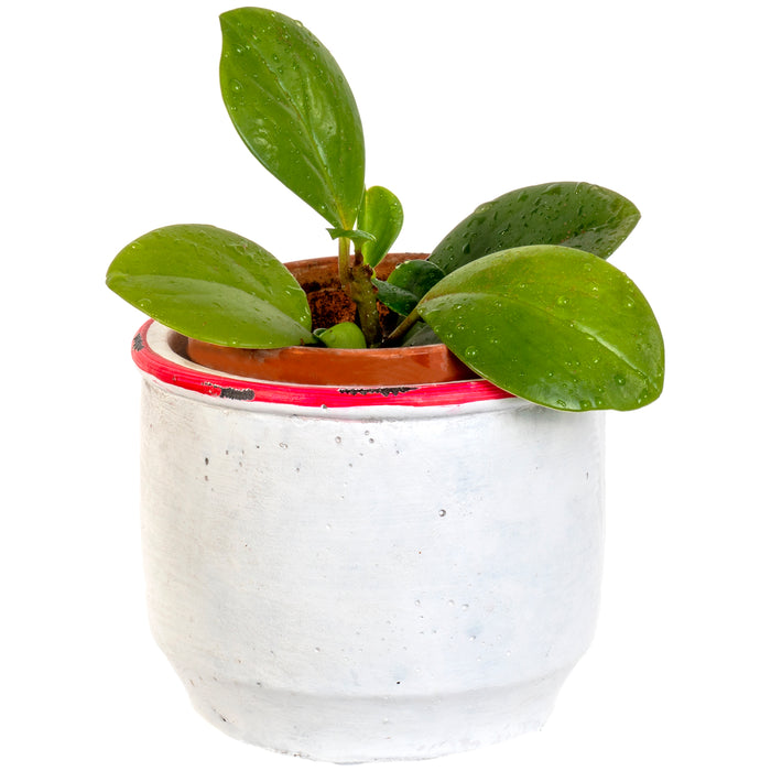 Red Co. Distressed White Cement Planter with Red Rim for Succulents and Cacti 4.5" D X 3.75" H